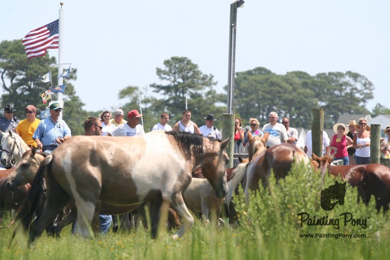 ponypenning_072810_124.JPG