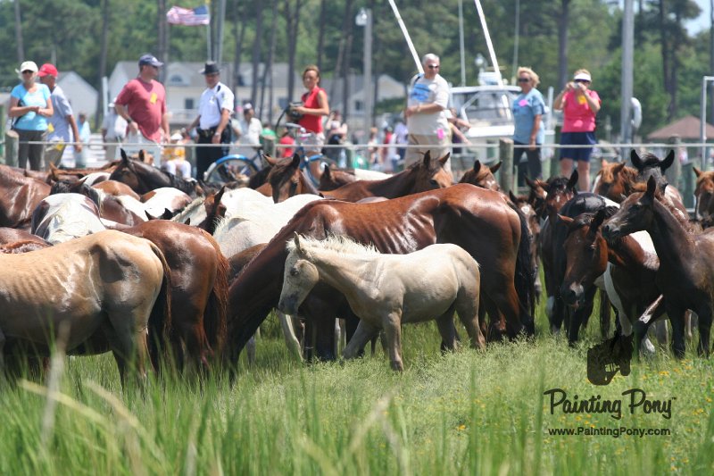 ponypenning_072810_125.JPG