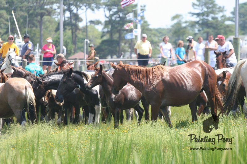 ponypenning_072810_126.JPG