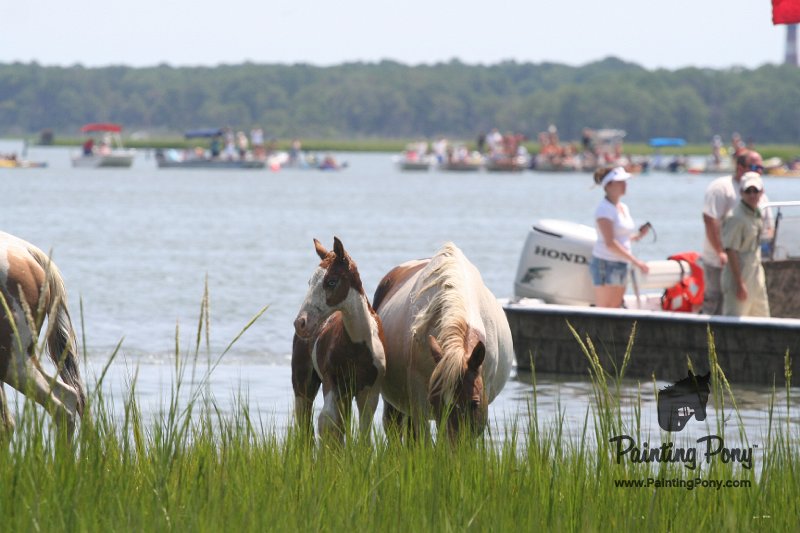 ponypenning_072810_127.JPG