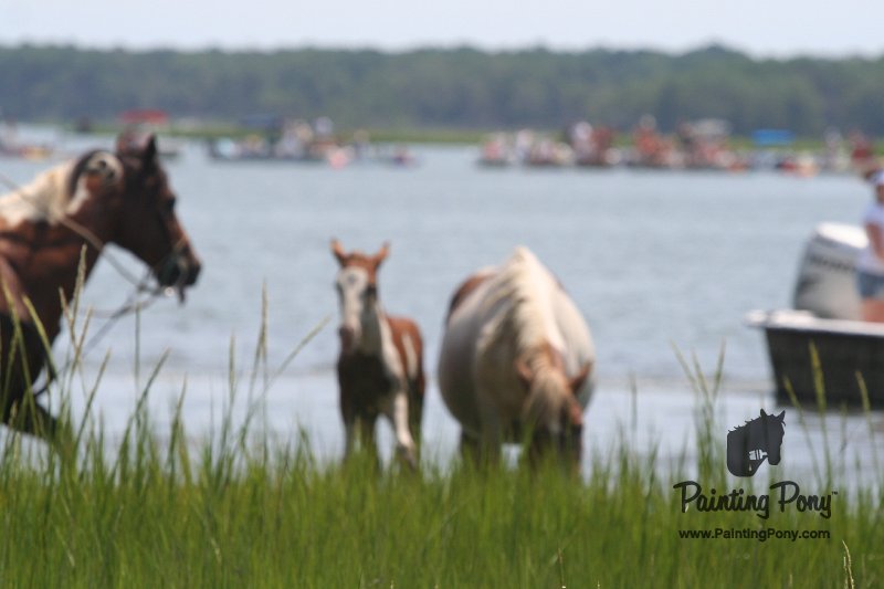 ponypenning_072810_128.JPG