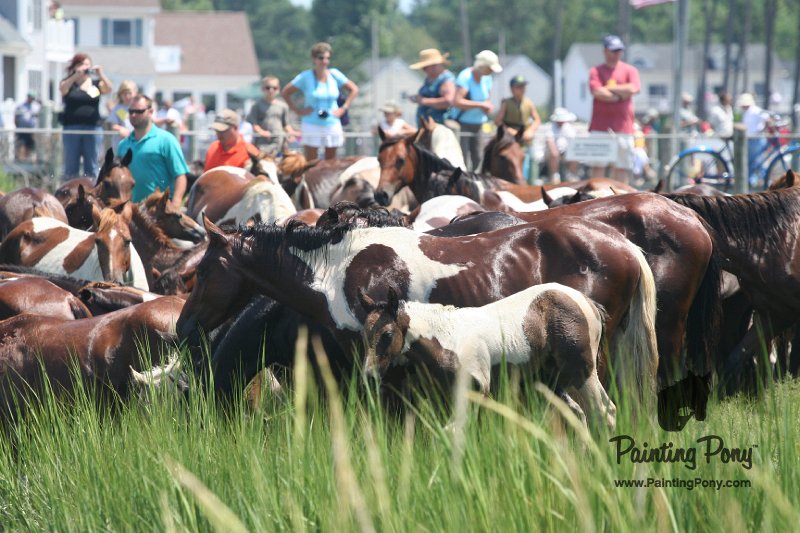 ponypenning_072810_129.JPG