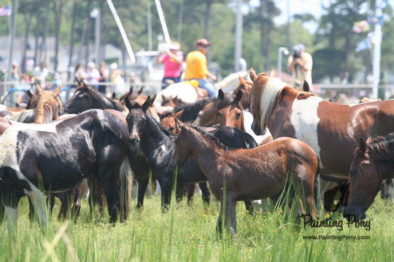 ponypenning_072810_130.JPG