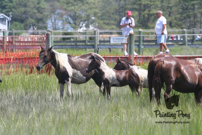 ponypenning_072810_131.JPG