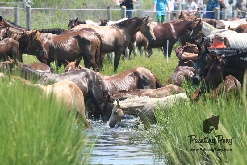ponypenning_072810_132.JPG