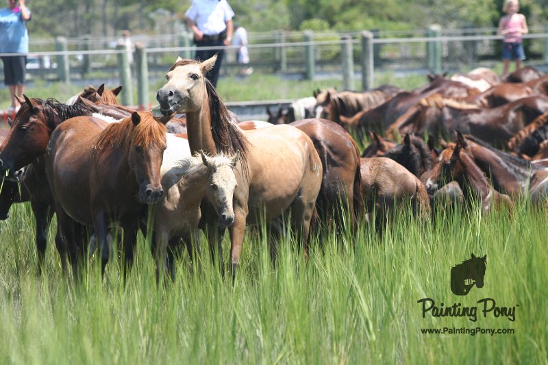 ponypenning_072810_133.JPG