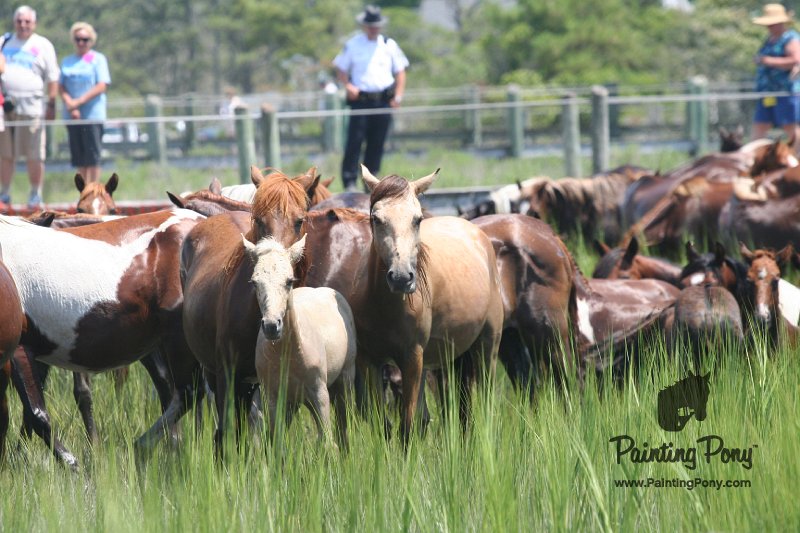 ponypenning_072810_134.JPG