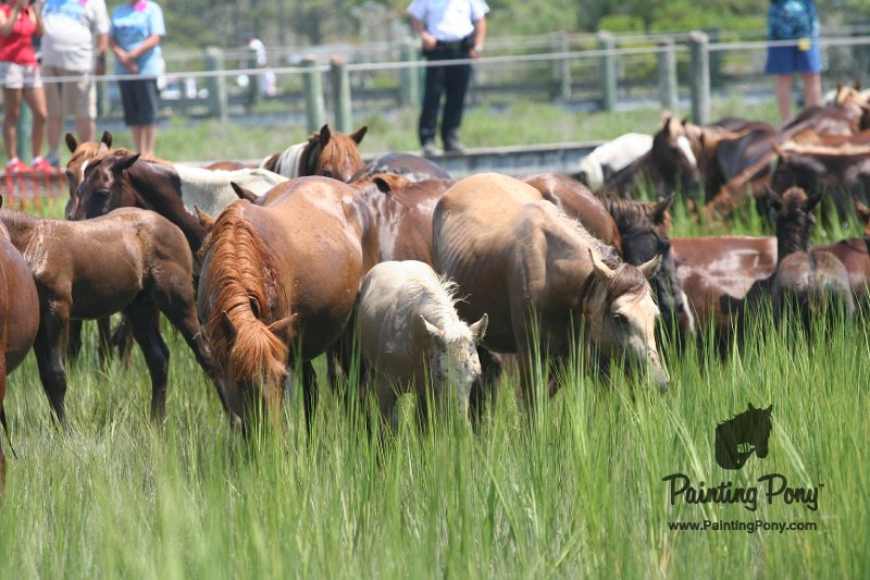 ponypenning_072810_135.JPG