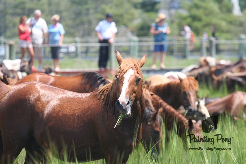 ponypenning_072810_136.JPG