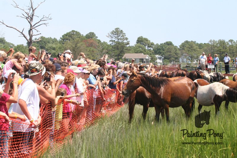 ponypenning_072810_140.JPG
