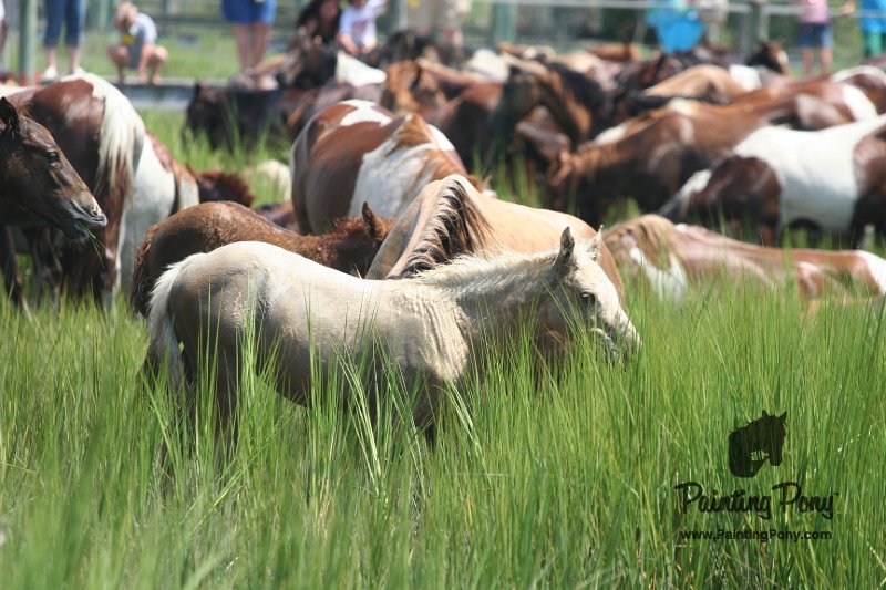 ponypenning_072810_142.JPG