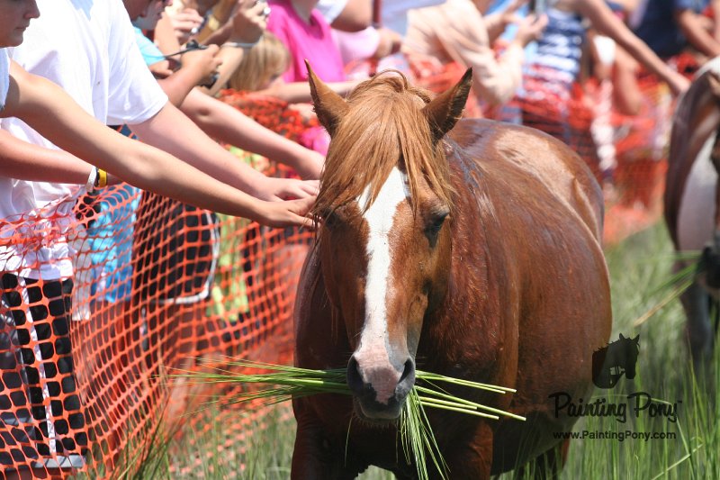 ponypenning_072810_144.JPG