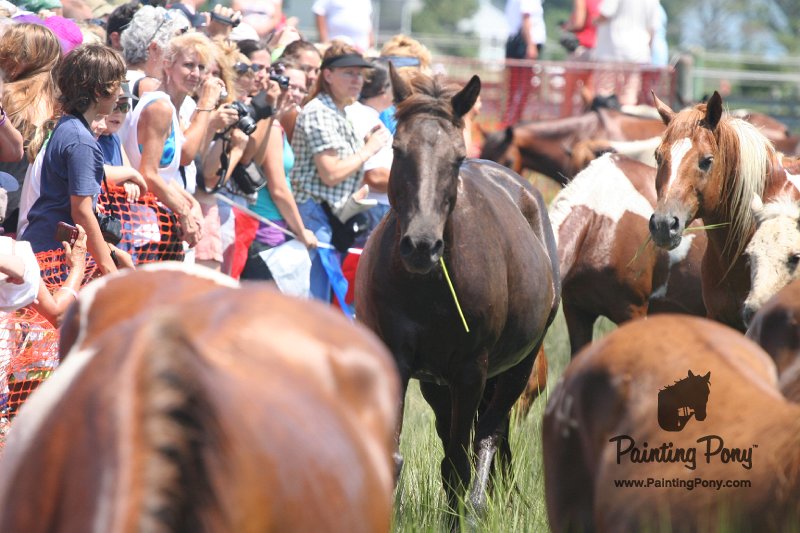 ponypenning_072810_148.JPG