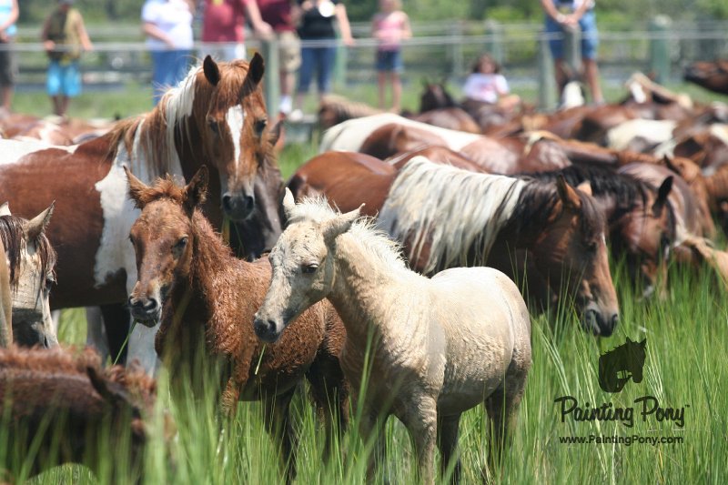 ponypenning_072810_150.JPG