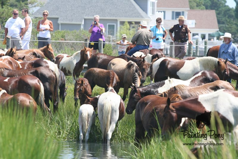 ponypenning_072810_153.JPG