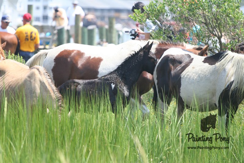 ponypenning_072810_155.JPG
