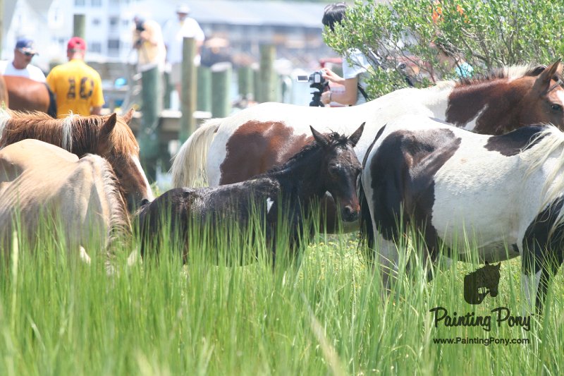 ponypenning_072810_156.JPG