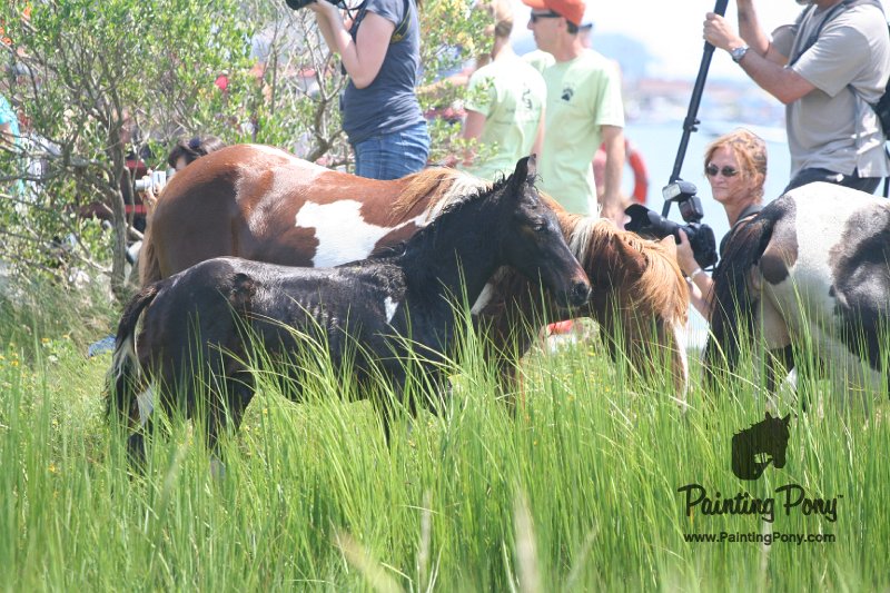 ponypenning_072810_159.JPG