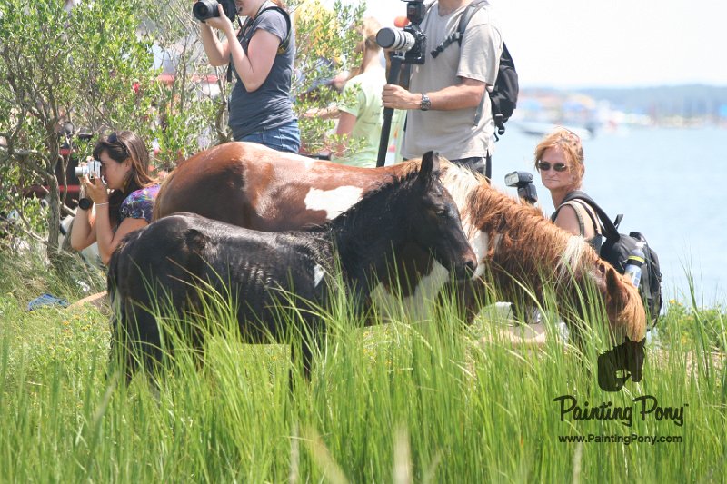 ponypenning_072810_160.JPG