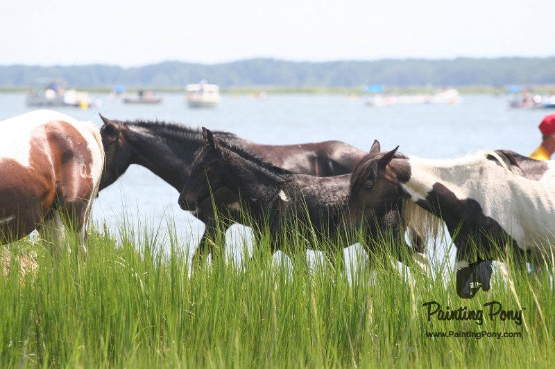 ponypenning_072810_164.JPG