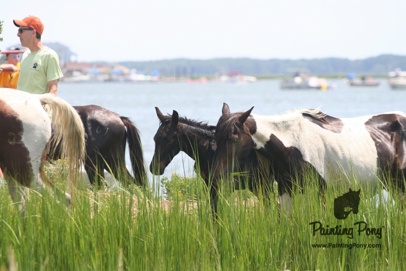 ponypenning_072810_165.JPG