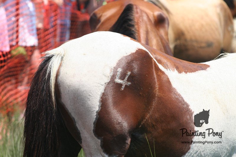 ponypenning_072810_169.JPG