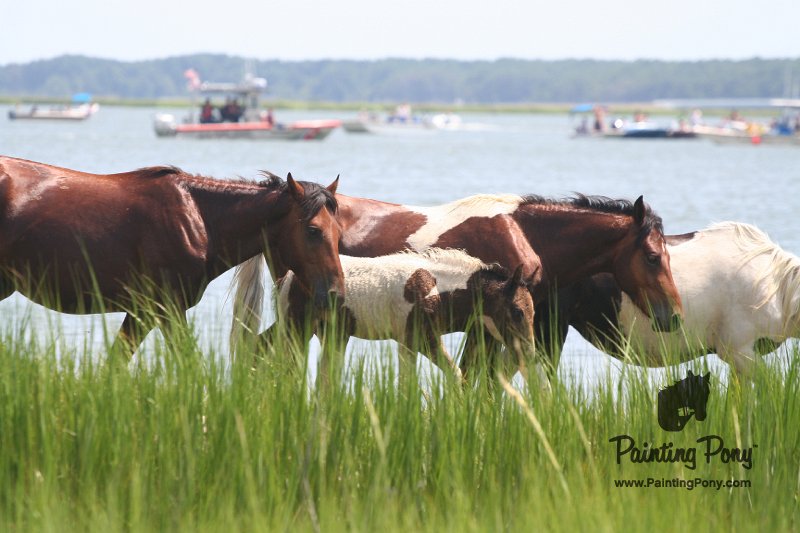 ponypenning_072810_170.JPG