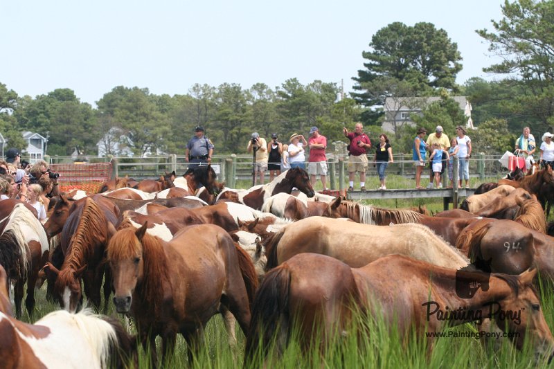 ponypenning_072810_172.JPG