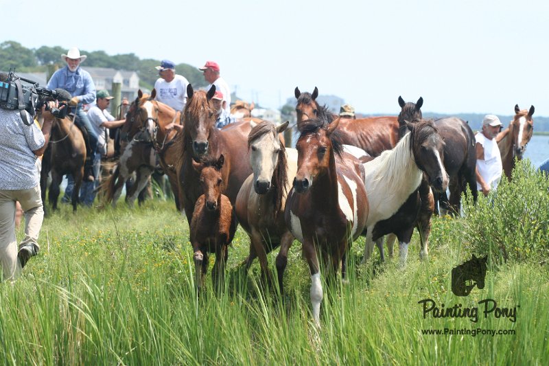 ponypenning_072810_174.JPG