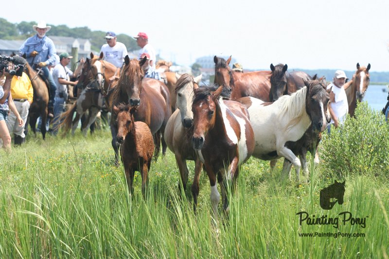 ponypenning_072810_175.JPG