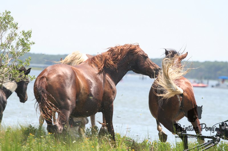 ponypenning_072810_177.JPG