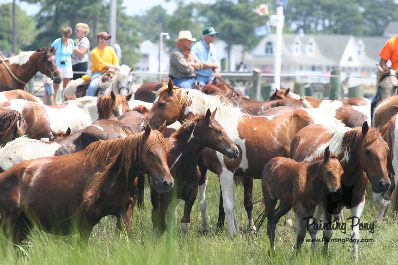 ponypenning_072810_187.JPG