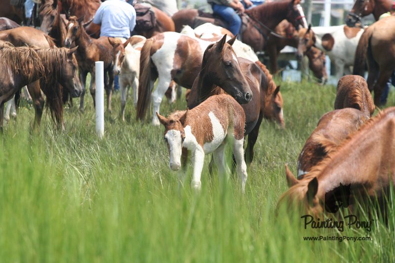 ponypenning_072810_189.JPG