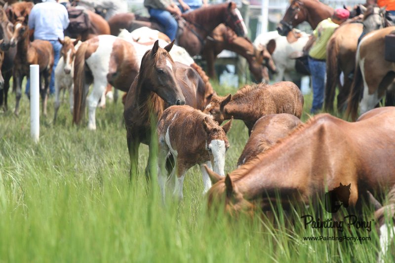 ponypenning_072810_190.JPG