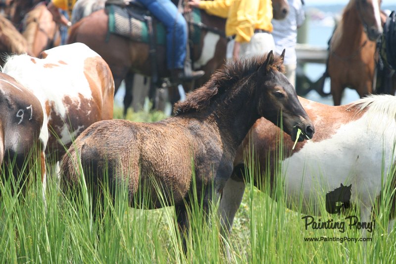 ponypenning_072810_194.JPG