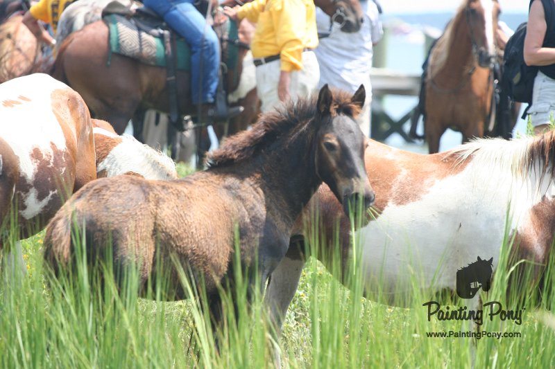 ponypenning_072810_195.JPG