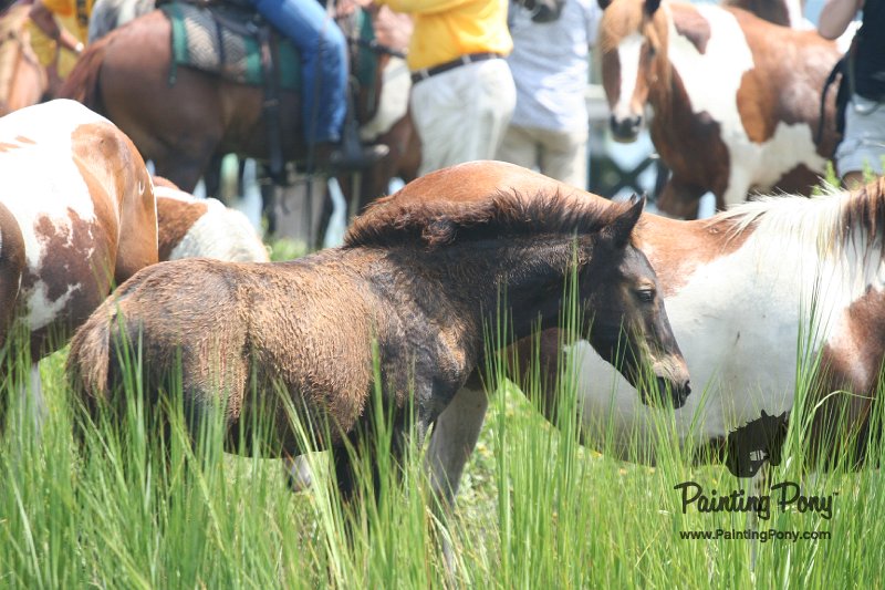 ponypenning_072810_196.JPG