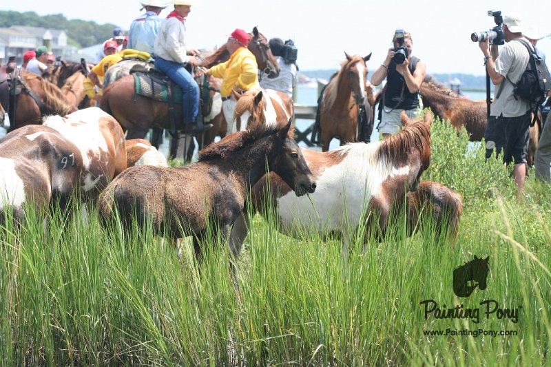 ponypenning_072810_197.JPG