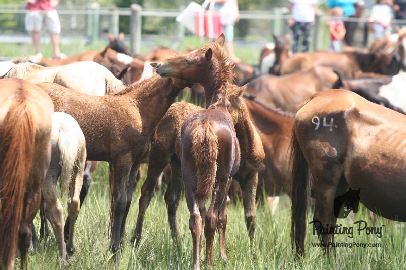 ponypenning_072810_202.JPG