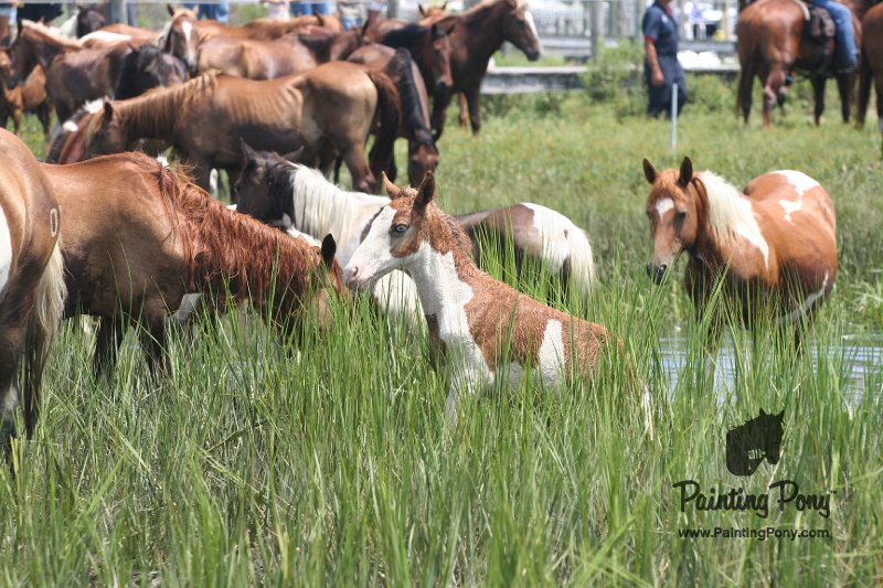 ponypenning_072810_203.JPG