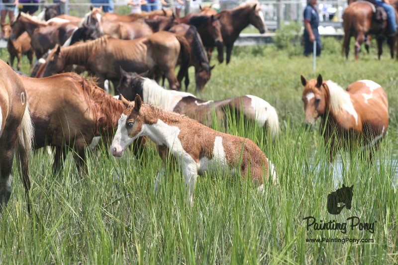 ponypenning_072810_204.JPG