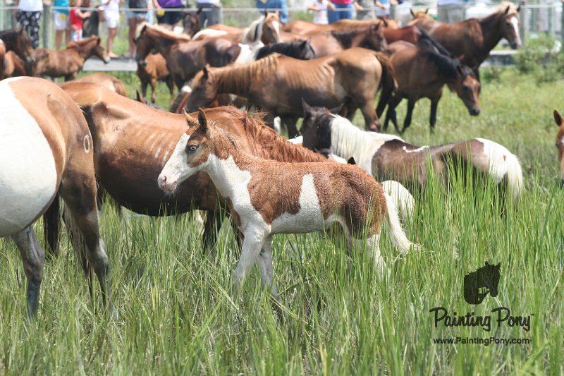 ponypenning_072810_205.JPG