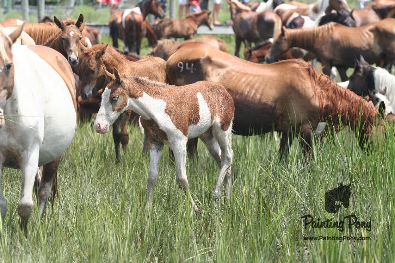 ponypenning_072810_206.JPG