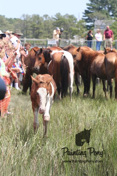 ponypenning_072810_208.JPG