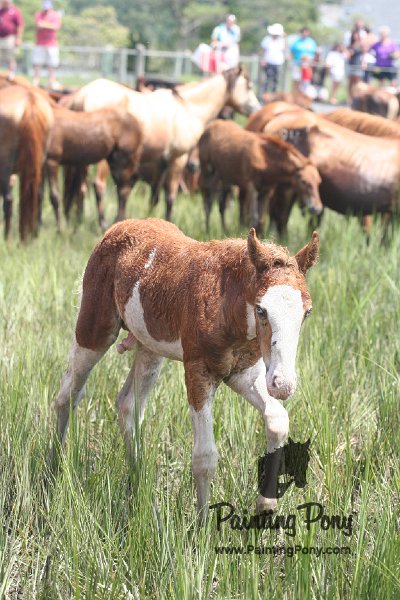 ponypenning_072810_210.JPG