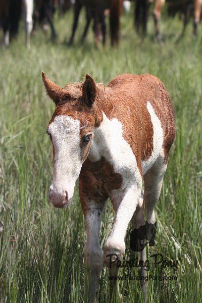 ponypenning_072810_211.JPG
