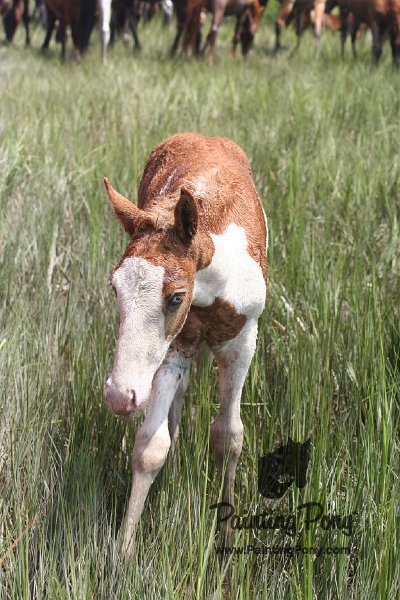 ponypenning_072810_212.JPG