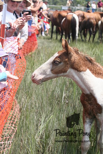 ponypenning_072810_214.JPG