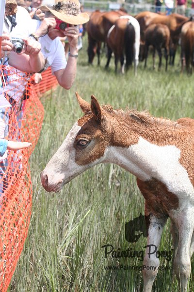 ponypenning_072810_215.JPG