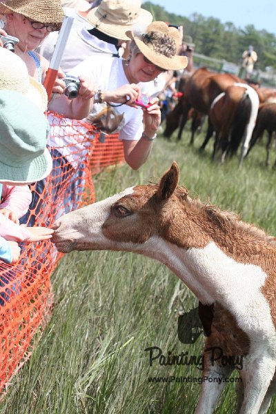 ponypenning_072810_216.JPG